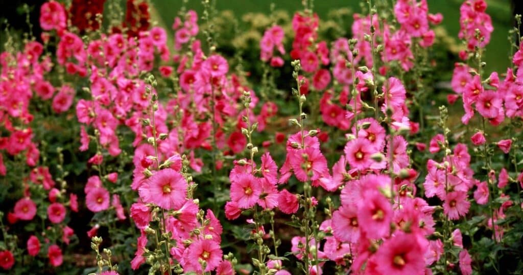 Field of tall long stems with bright pink flowers growing up each stem. Each flower has large thin, pink, fan shaped petals with yellow center.