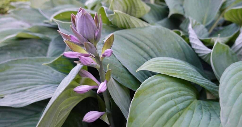 Close up of a tall, light purple flower stalk with flower buds growing up the stem. Flower is surrounded by large, light green oval shaped leaves with deep veins.