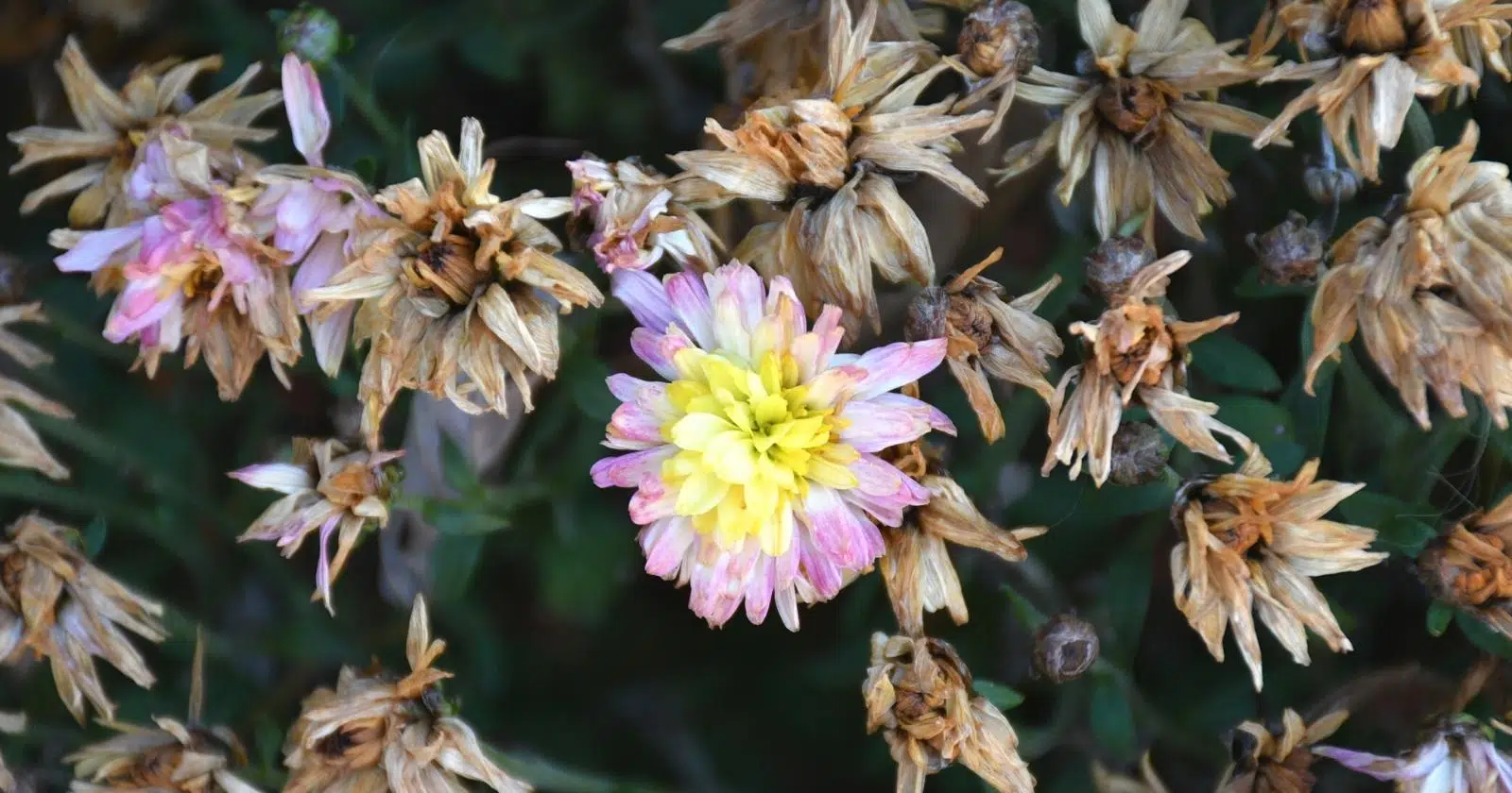 How to Revive Dying Mums
