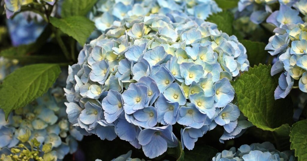 Large light blue flower that is made up of smaller light blue flowers clustered to form a ball. 