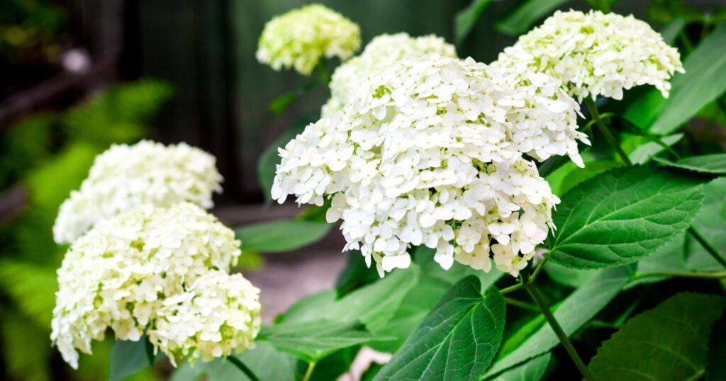 Clusters of tiny white flowers packed tightly together on top of one thick green stem, surrounded by giant, bright green leaves.