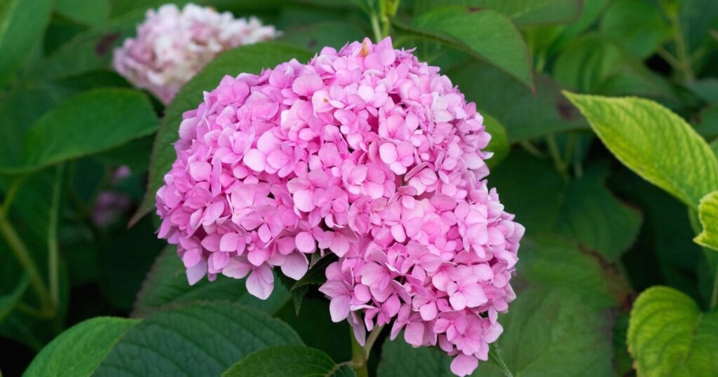 Clusters of tiny pink flowers packed tightly together on top of one thick green stem, surrounded by giant, bright green leaves.