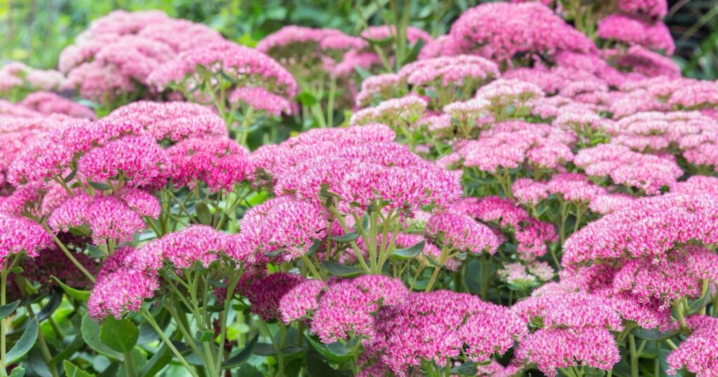 Field of flower stalks with bunches of tiny pink flowers clustered together at the top of each stem.