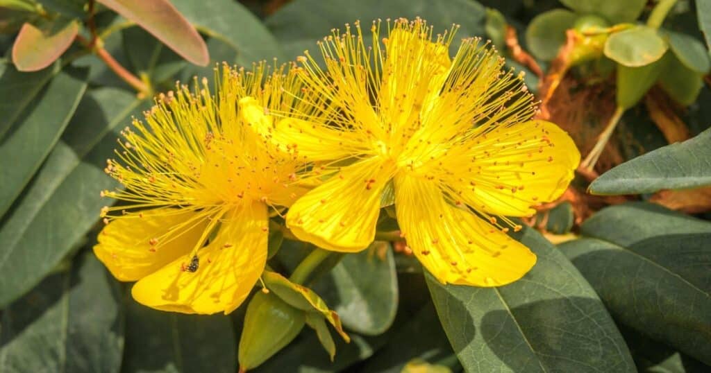 Close up of two yellow flowers. Each flower has five long, yellow petals with long, sprays of yellow stamen growing from the center.