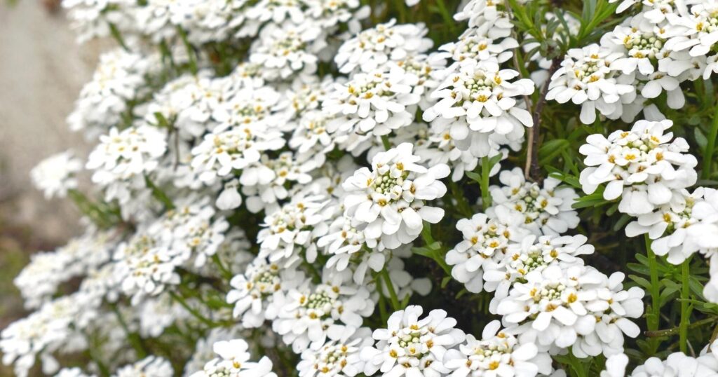 Bush covered with tiny clusters of white flowers that have yellow centers.
