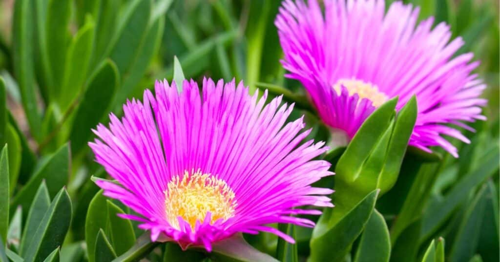 Close up of two bright pinkish purple flowers. Each flower has layers of tiny, thin, long petals surrounding a large yellow center.
