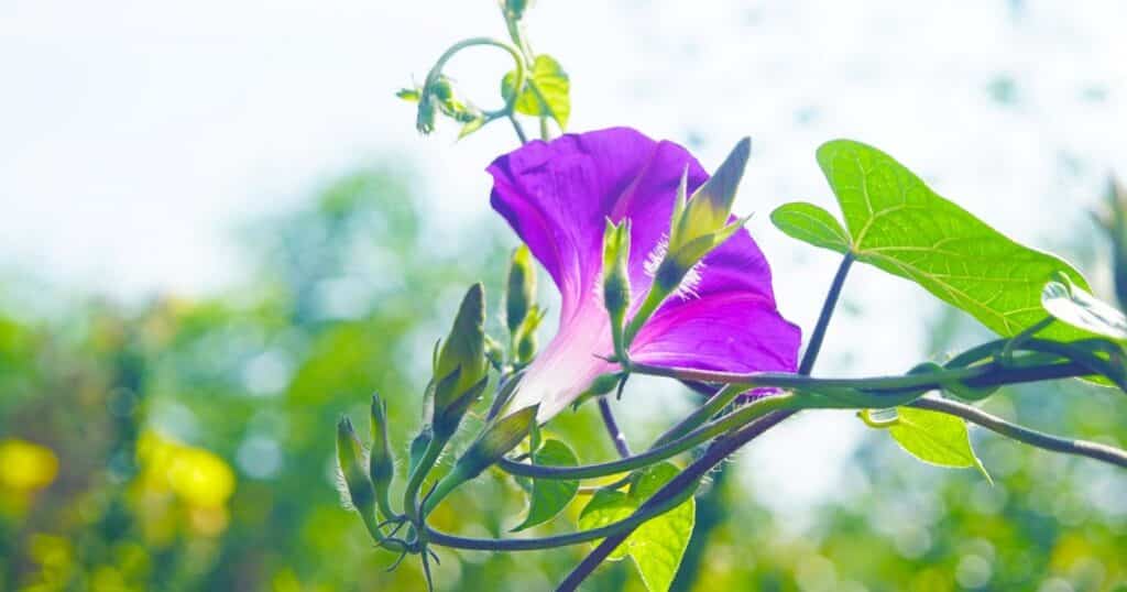 Up close picture of a dark purple, trumpet shaped flower with green vines around it.