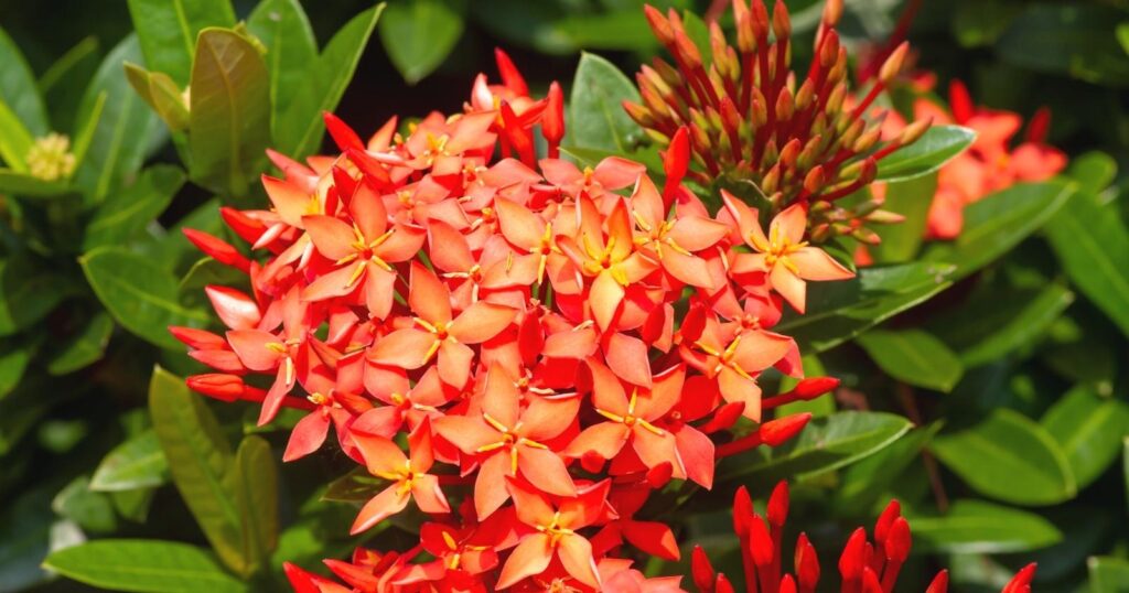 Cluster of small reddish, orange flowers with four pointed petals and yellow stamen.