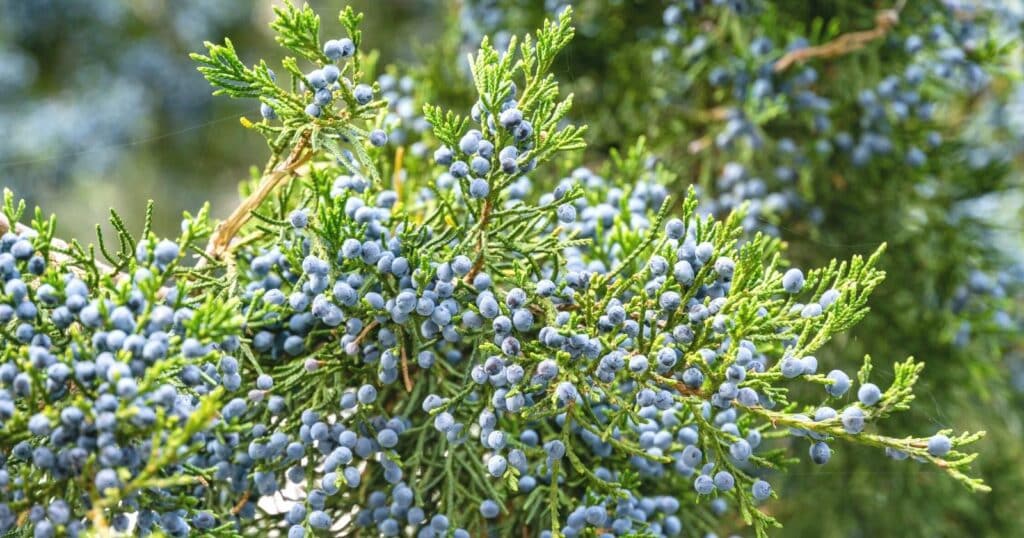 Green bush with tiny bleu berries growing all over it.