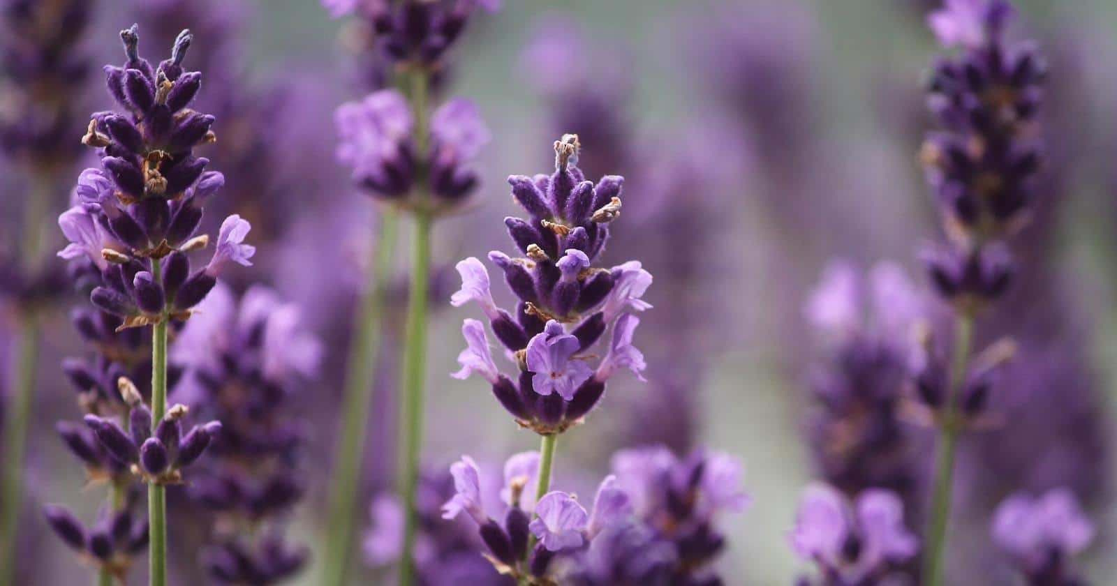 21 Tips For Growing a Perfect Lavender Garden
