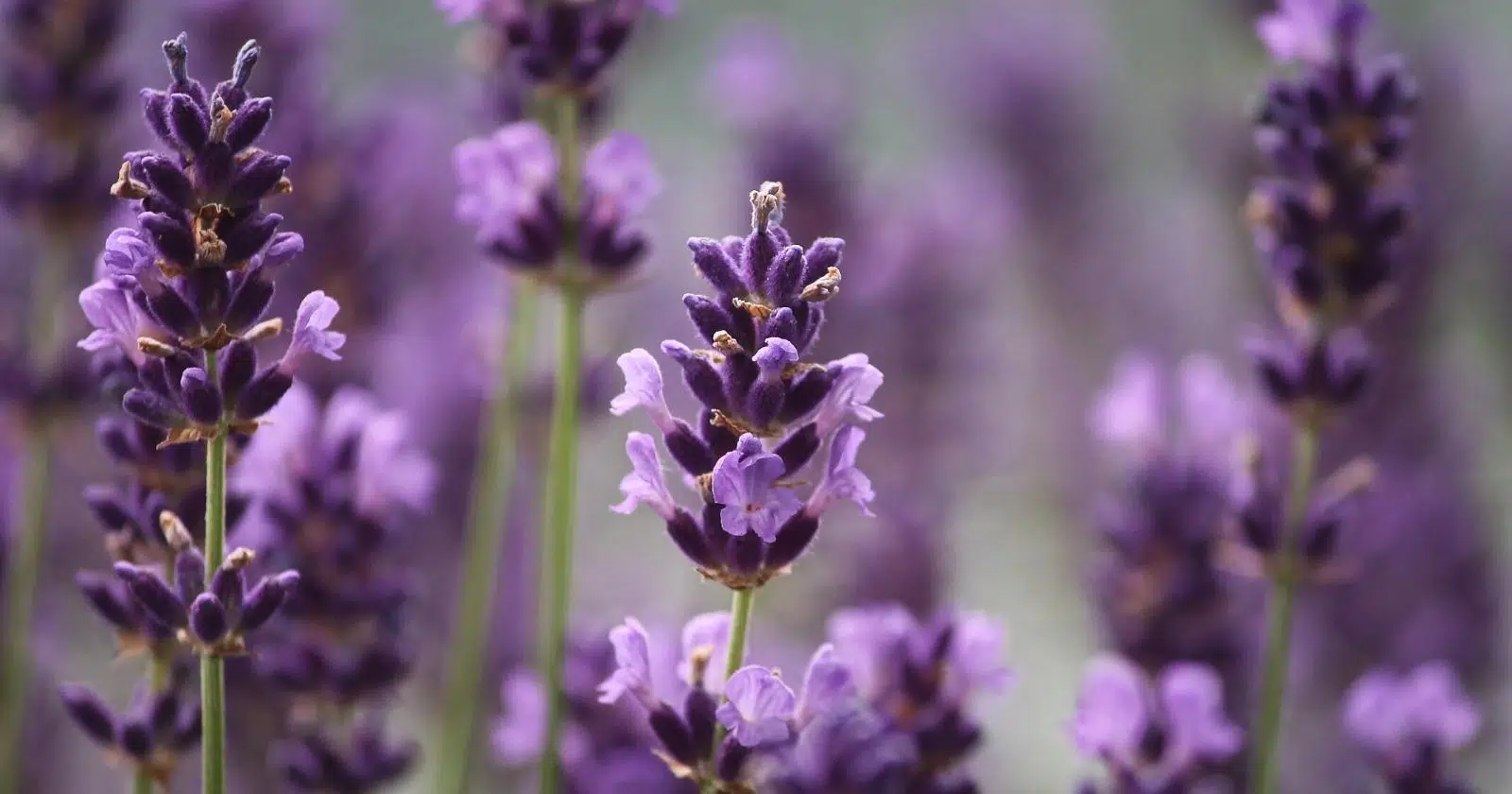 Lavender Flowers