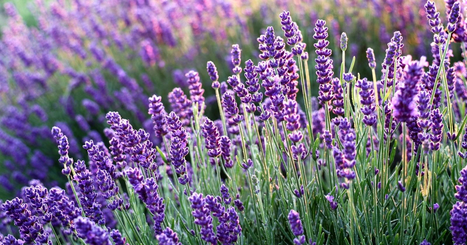 Field of tall green stalks with small purple clusters of flowers on top.