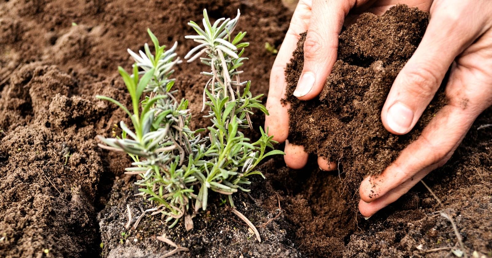 Hands holding dirt ready to fill in a freshly planted baby plant.