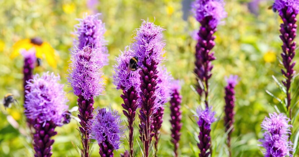 Field of tall dark purple stalks with small, spiky, purple flowers growing up each stalk.