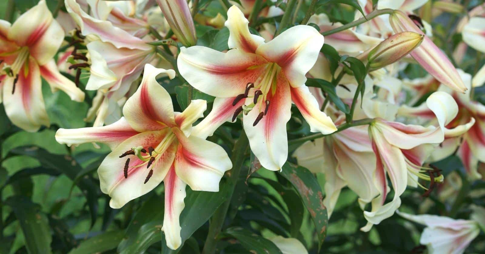 Giant star shaped flowers with six pointed petals and long stamen with brown tops. Each petal is off white with a reddish orange stripe down the middle.