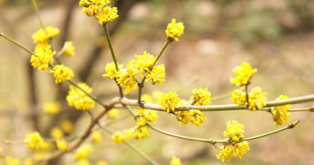 Long wooded branch with smaller branches growing out from it. Along each branch there are tiny, round clusters of small yellow flowers.