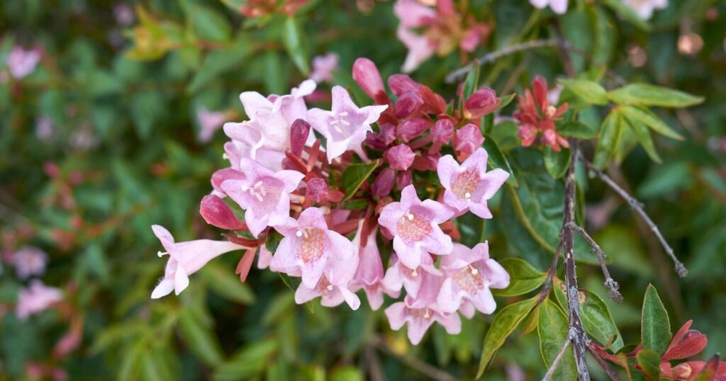 Cluster of pink flowers hanging from a tree branch. Each flower is trumpet shaped with light pink stamen and red smaller flower buds around it.