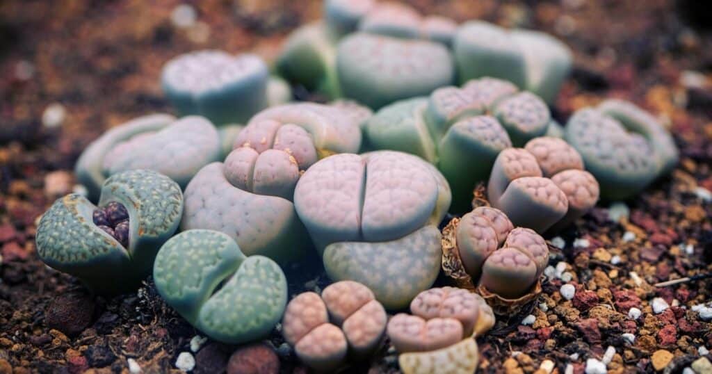 Flat, rounded, rock like plants growing in rocky dirt.