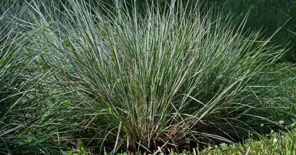 Green bush with long spiky leaves growing from the center.