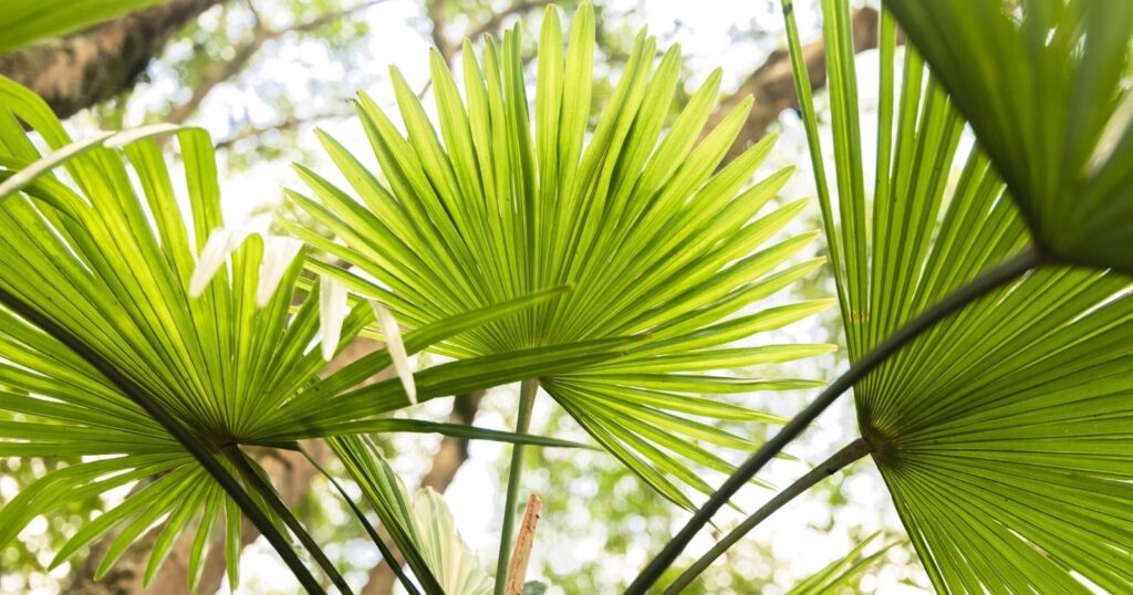 Close up of three large, bright green, fan shaped palm leaves. Each fan shaped palm has point edges.