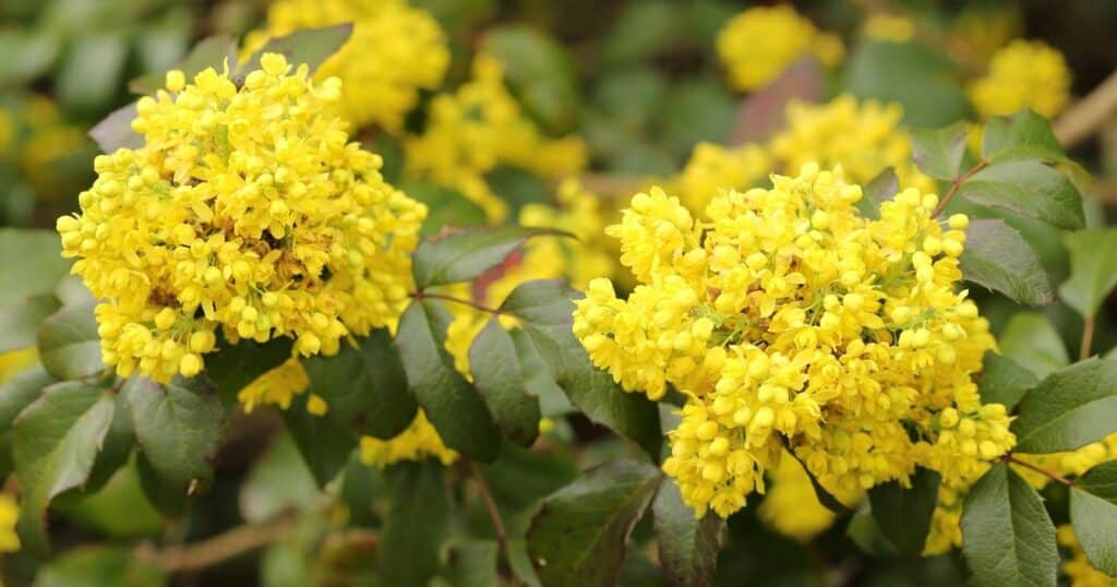 Bush that has tall stems with balls of tiny yellow, rounded flowers growing in a cluster on the top of each one.