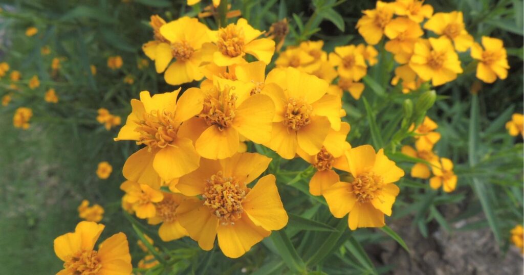Close up of bright yellow flowers. Each flower has five fan shaped petals with a bushy yellow center.