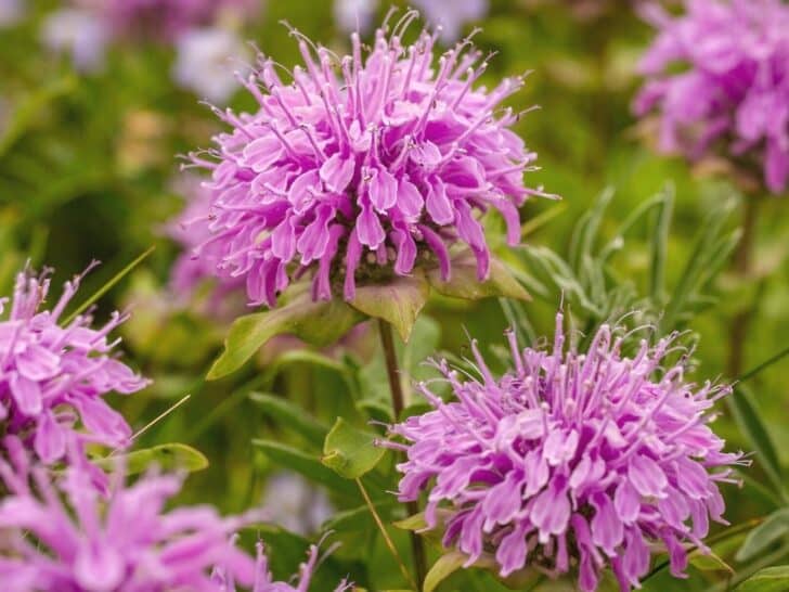 Perennial Plants for Zone 5