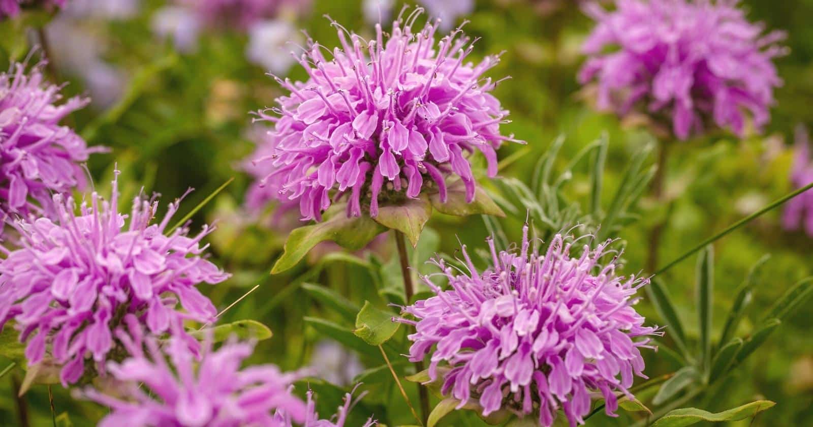 37 Different Perennial Plants For Hardiness Zone 5