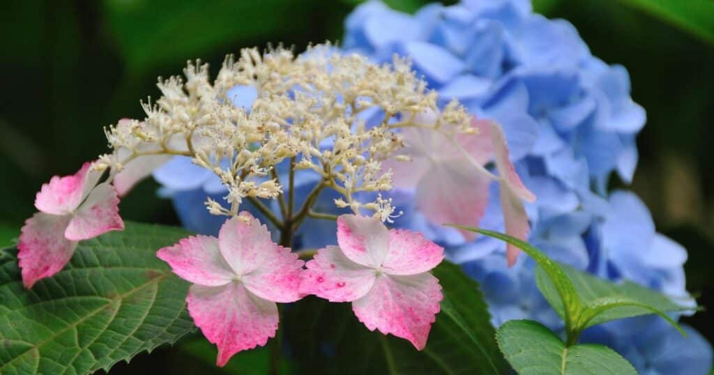 Close up if pink and white flower with blue flower in the background. Each flower has clusters of tiny flowers.