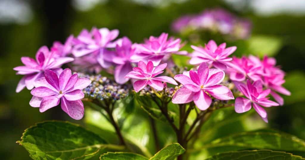 Close up of two bright pink flower cluster on the top of the stem.