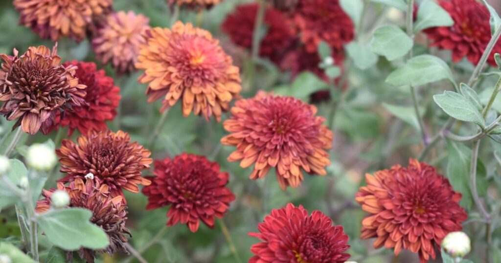 Close up of burnt orange colored flowers with layers or long, skinny, petals tightly packed together.