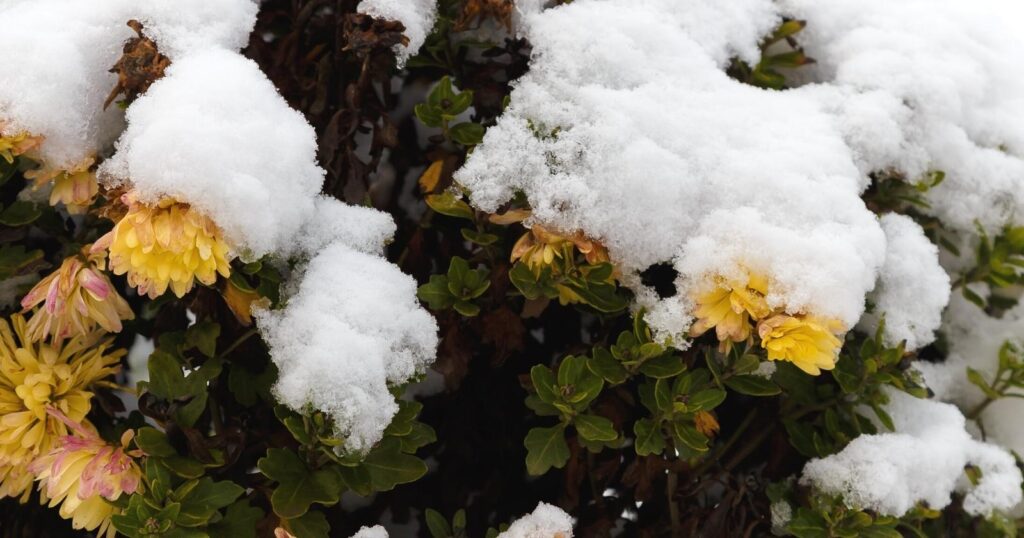 Plant with yellow flowers covered in snow.