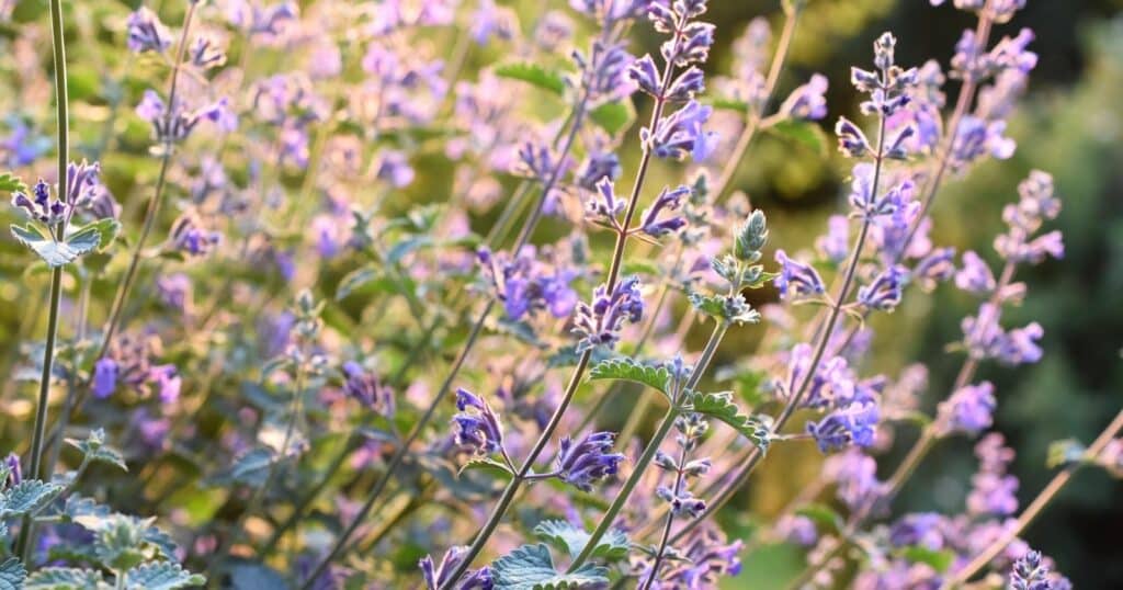 Long flower stalks with tiny purple flowers growing up the stem in clusters.