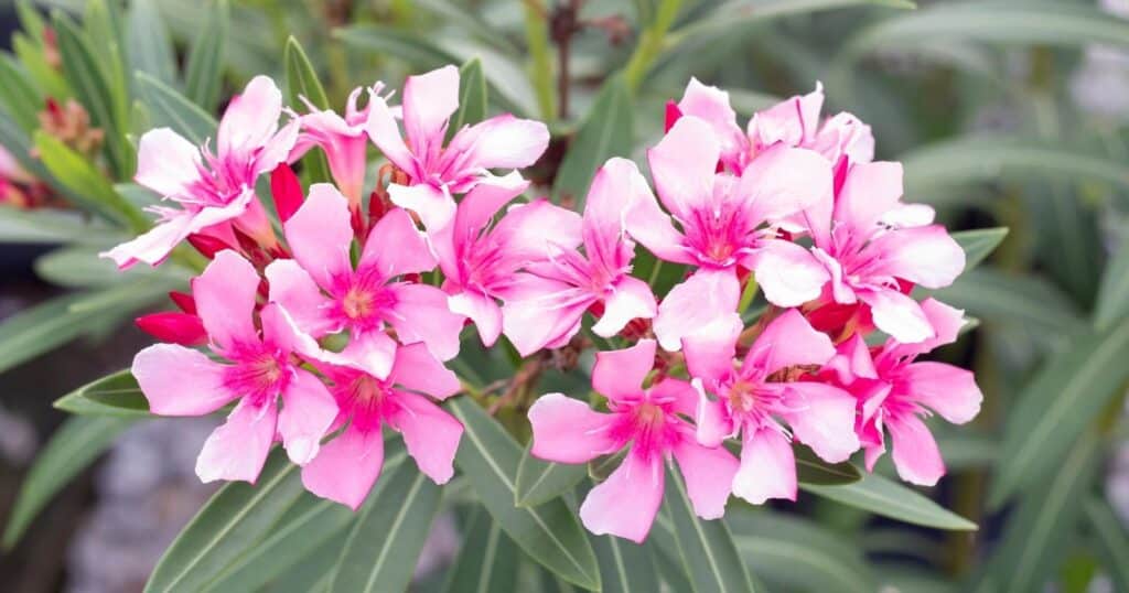 Light pink flowers surrounded by light green, long pointed leaves. Each flower is has five oval shaped petals that fade from light to dark pink, growing in clusters on the top of each stem.