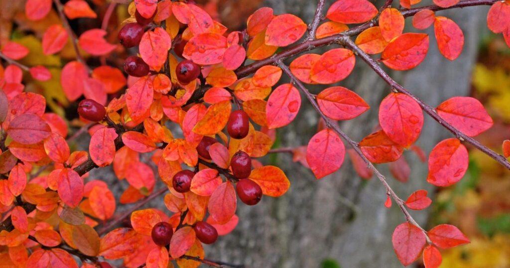 Branches with bright orange, rounded leaves all over it and little red berries growing in clusters throughout.