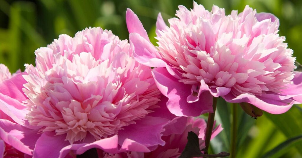 Two giant pink flowers with globe-shaped blooms. Flowers have layers of many delicate looking pink petals packed inside.