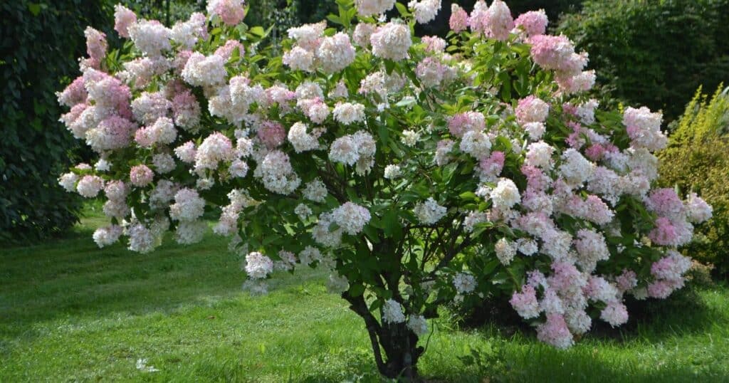 Short tree with tons of light pink and white flower clusters all over it.