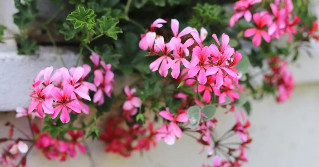 Plant hanging from a window. Each stem has a cluster of small pink flowers. Each flower has five spaced apart, oval shaped petals and a dark pink center.
