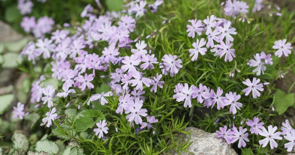 Ground cover plant with tiny spikey leaves and tons of light purple flowers growing throughtout it.
