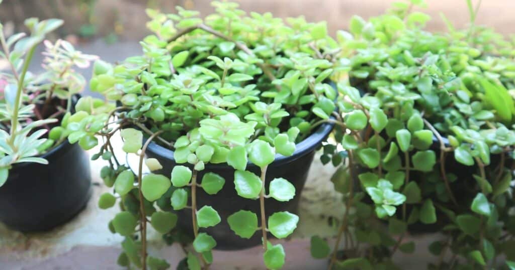 Plant in a black container. Plant has clusters of tiny bright green, rounded leaves that are draping over the edge of the container.