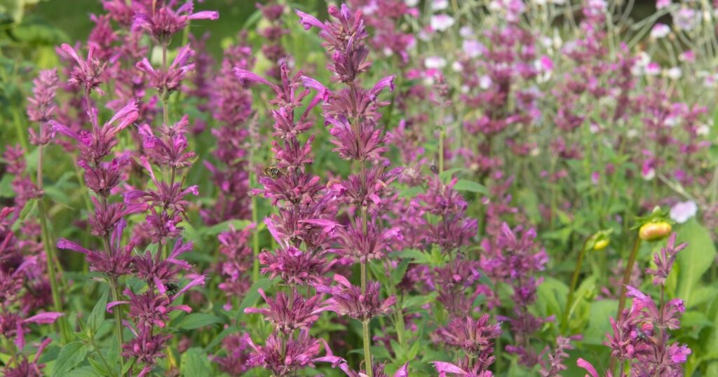 Field of tall flower stalks with small spiky, purple flowers growing up each stem.