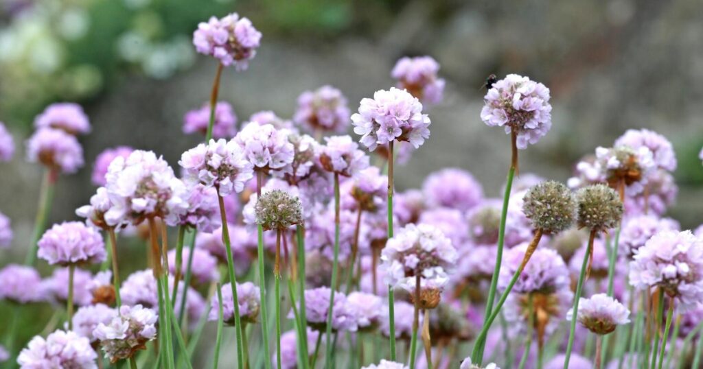 Field of tall skinny flower stalks with a tiny ball of small, light pink flowers clustered in a dome at the top of each stem.
