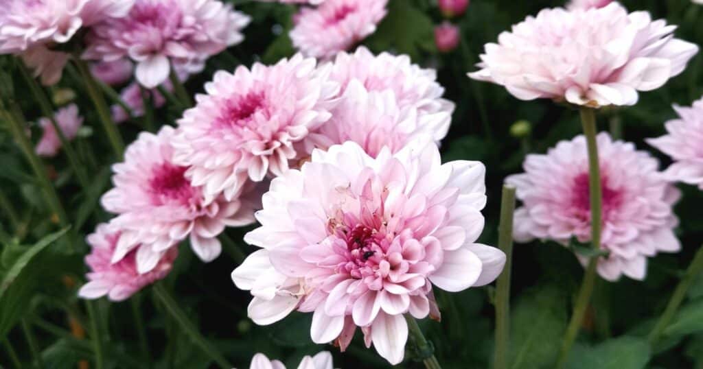 Close up of light pink flowers with tons of long, skinny, tightly packed, overlapping petals.