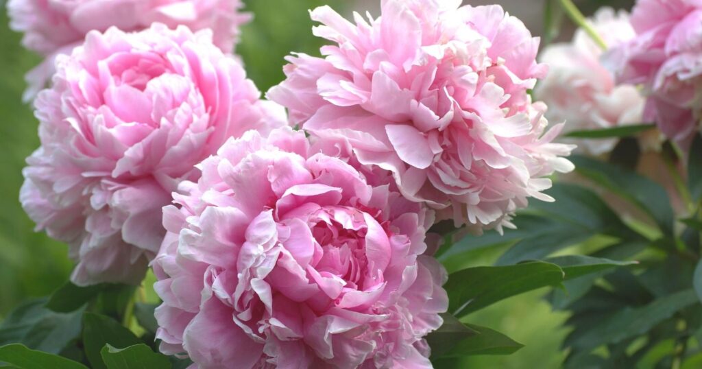 Three large pink flowers. Each flower has layers of ruffled, light pink petals.