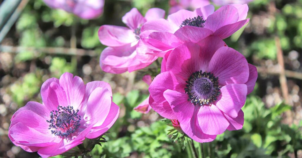 Close up of four pink flowers. Each flower has five velvety, pink petals with a dark-domed center.