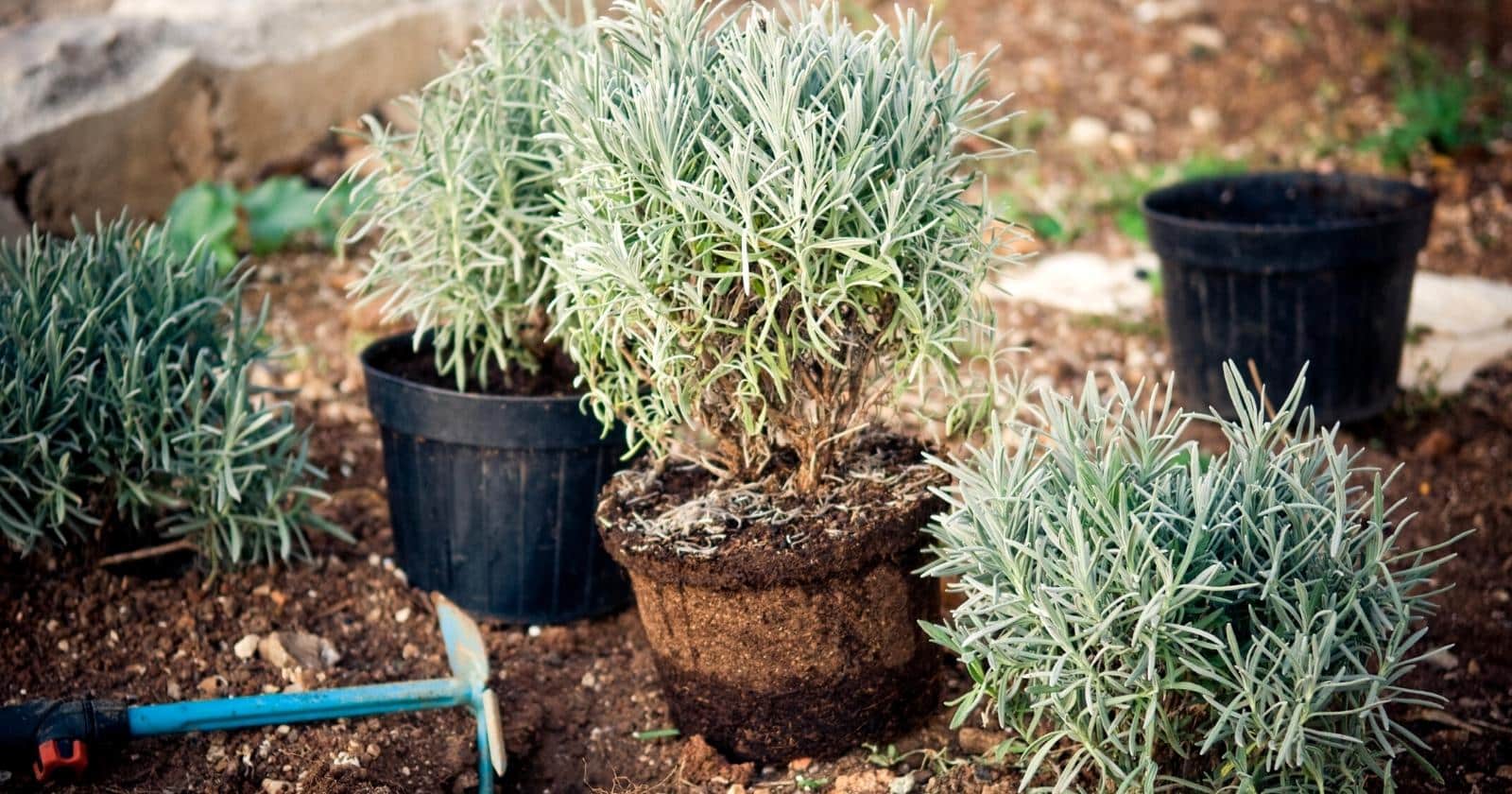 several green plants ready to plant in the garden.