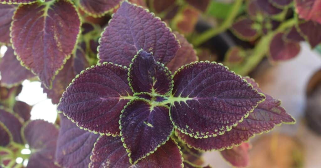 Close up of reddish-purple, heart shaped leaves with lime green edges and veins. 