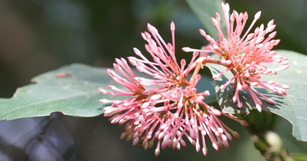 Close up of two spiky flowers. Each flower has fluffy-like panicles of tiny coral pink flowers.