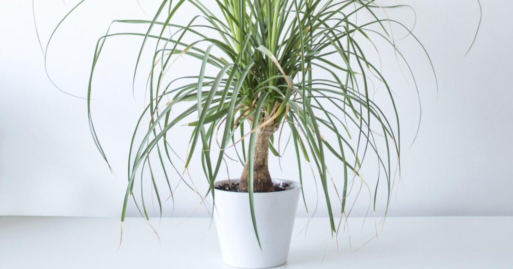Small white planter with a small tree growing in it. Base of the tree is thick and gets skinnier towards the top. Long leaves growing in a ponytail fashion from the top of the tree.