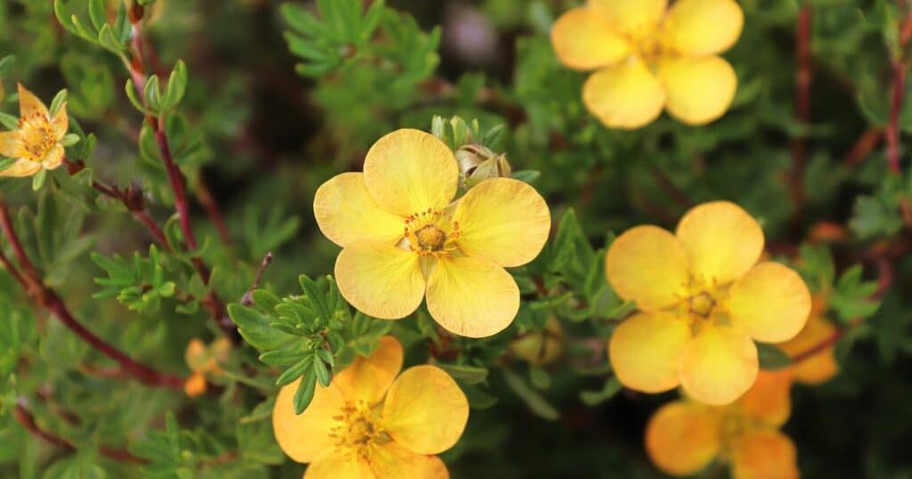 Close up of small yellow flowers on a bush. Each flower has five, flat, rounded petals with tiny yellow stamen circled in the center.